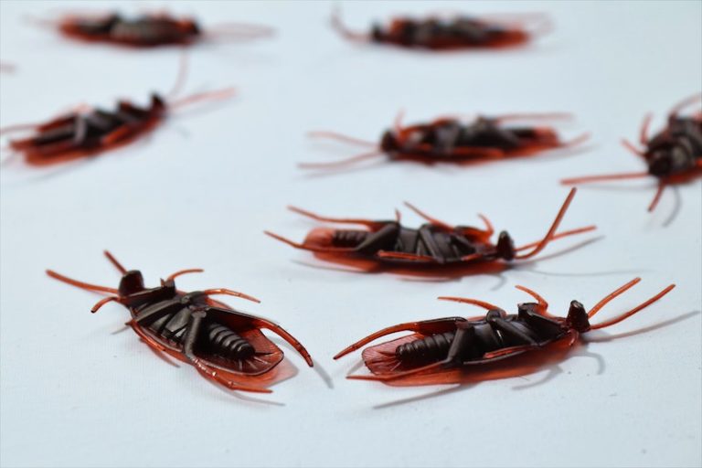Pest Control Misconception