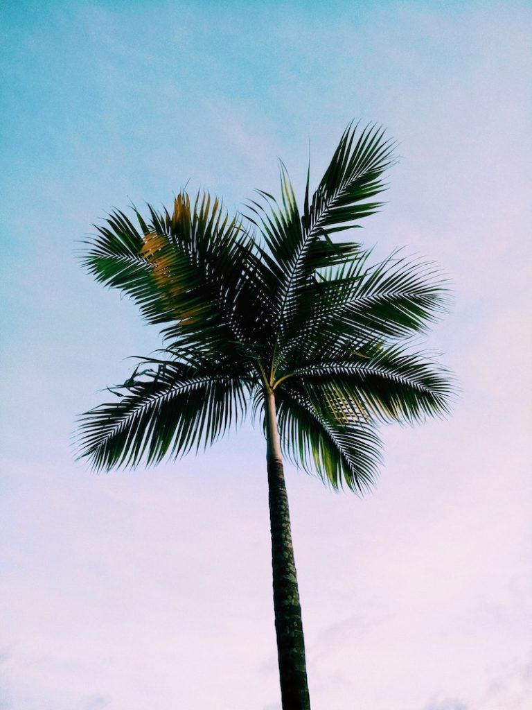 Royal Palm Bug Tree