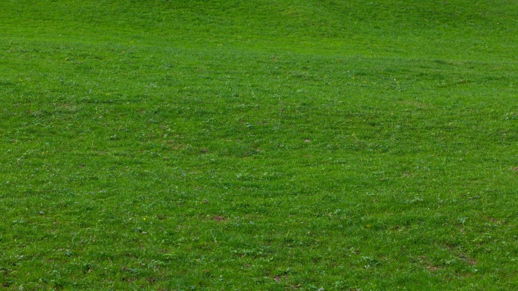 January Lawncare Tips