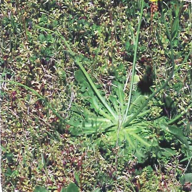 Florida Weed Identification - Lawn Care Extraordinaire - Since 1979