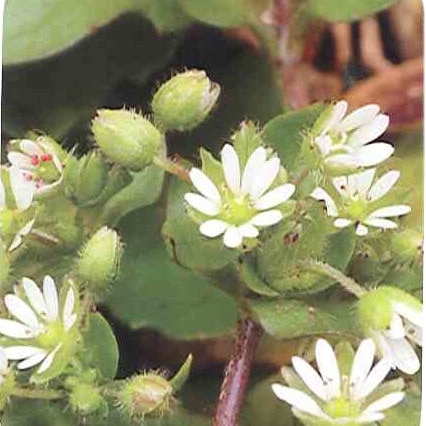 Florida Weed Identification - Lawn Care Extraordinaire