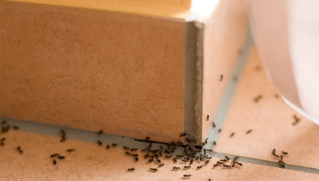 ants in a home in Florida on tile floor