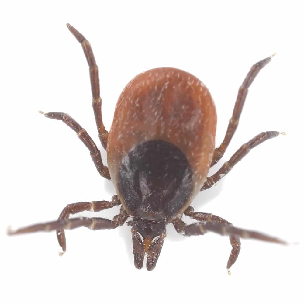tick on white background