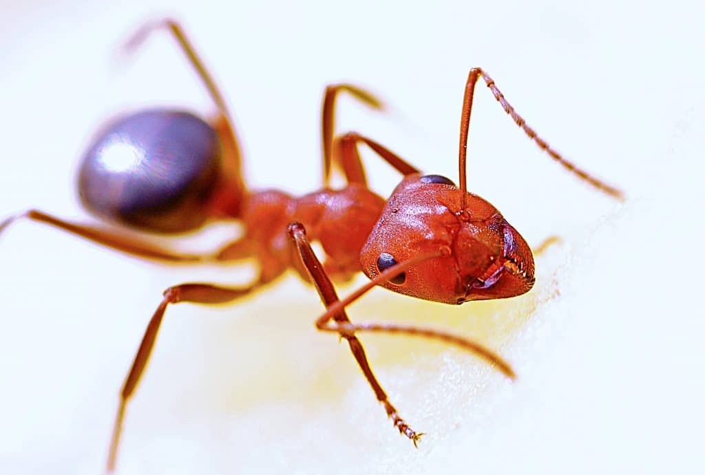 Fire Ants Why So Many Lately? Lawn Care Extraordinaire