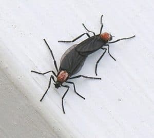 lovebugs pests