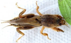 picture of mole cricket