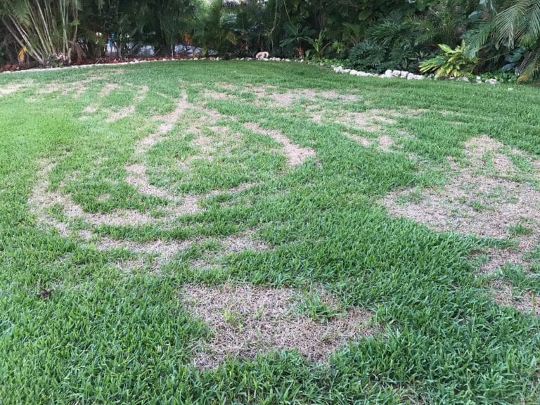 tires burned my lawn