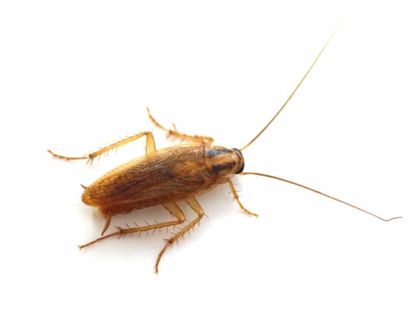 Cockroach or Palmetto Bug