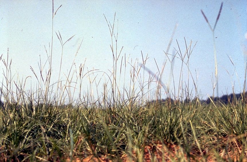 Bahia Grass in Venice Florida