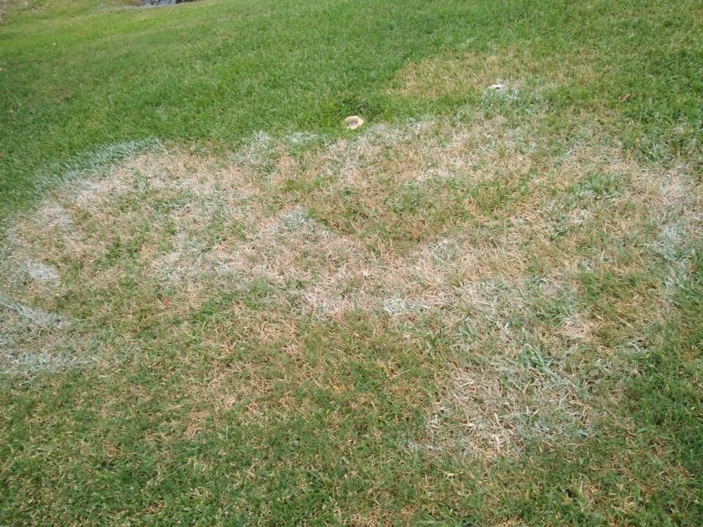 Look Out For Lawn Fungus Lawn Care Extraordinaire Since 1979