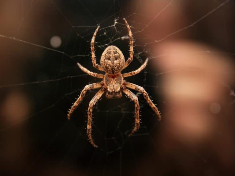 7 Common House Spiders In Florida Homes - Lawn Care Extraordinaire