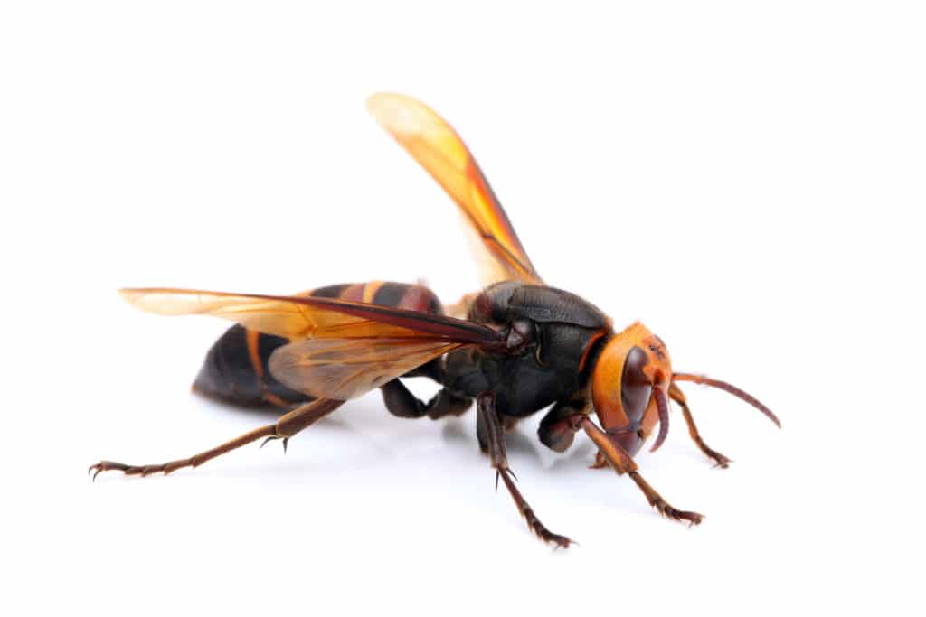 Murder Hornets Sarasota