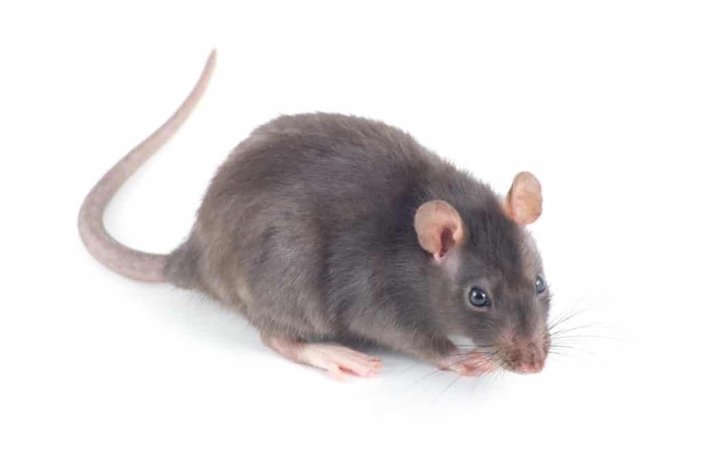 Winter Rodents