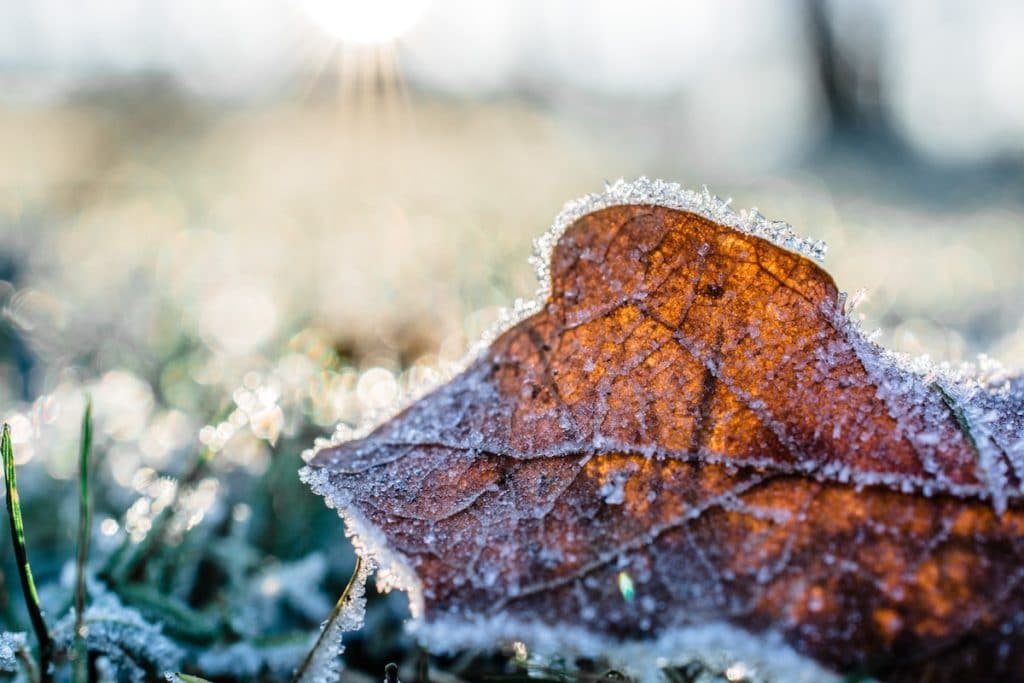 Lawn for Cold Weather