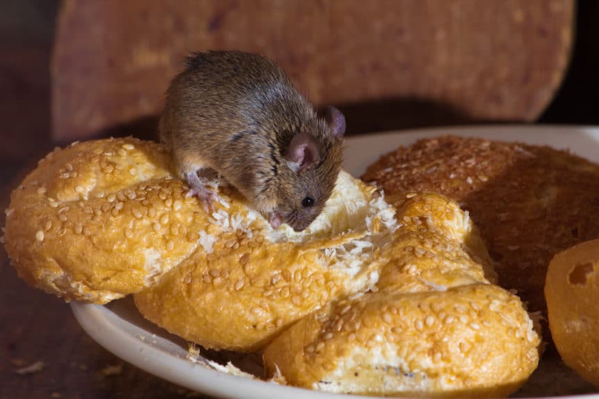 keep mice out of food