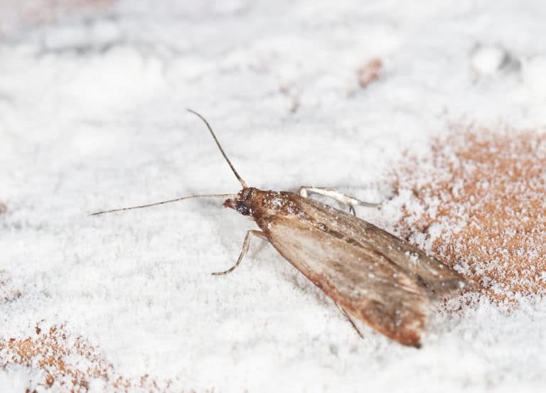 Flour Moth, Pantry Moth (Ephestia kuehniella)