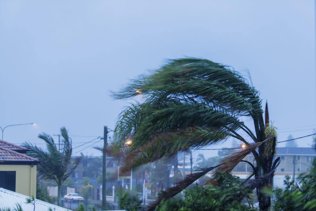 Pest Control For Hurricane Season Lawncare Extraordinaire
