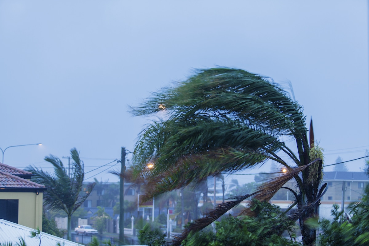 Pest Control For Hurricane Season - Lawn Care Extraordinaire