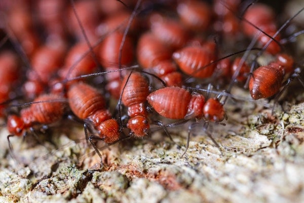 Termites In Your Home