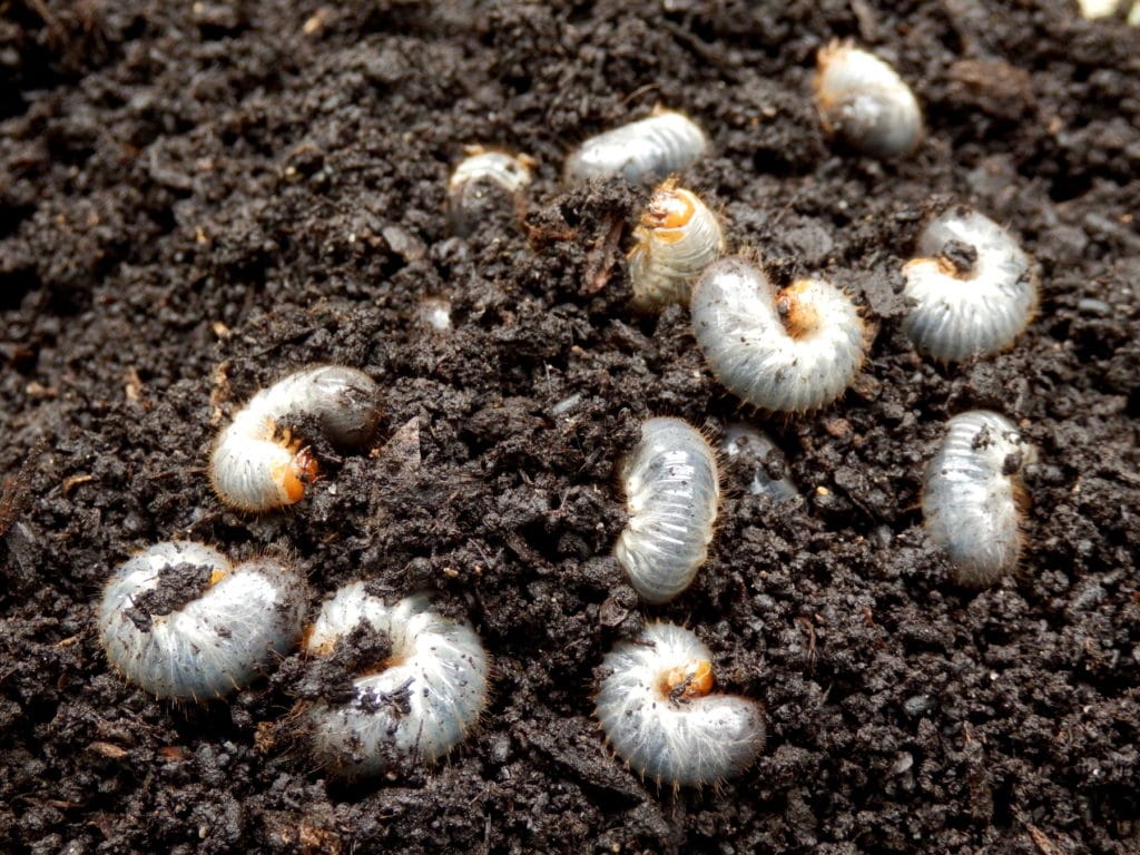 White Grubs in My Yard