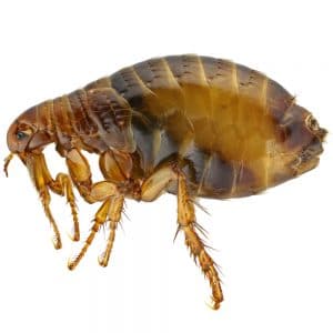flea on white background