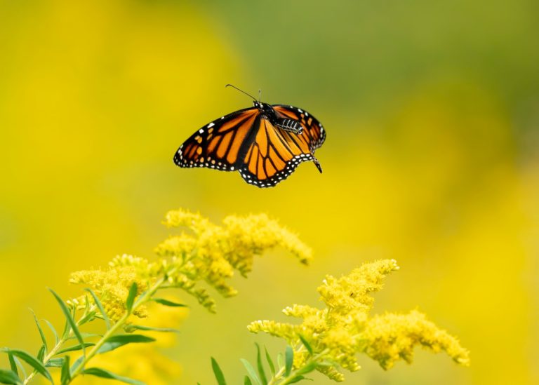 florida butterflies lawncare extraordinaire