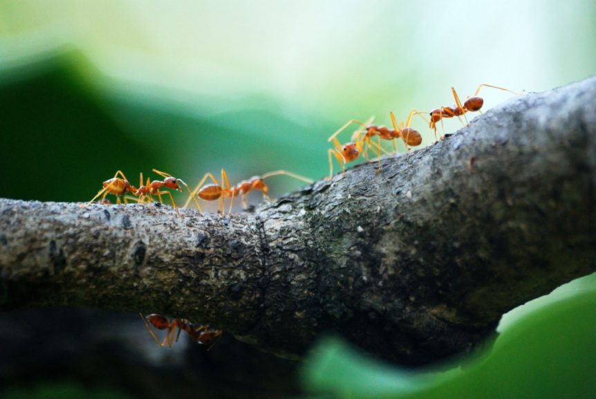 florida ants lawncare extraordinaire