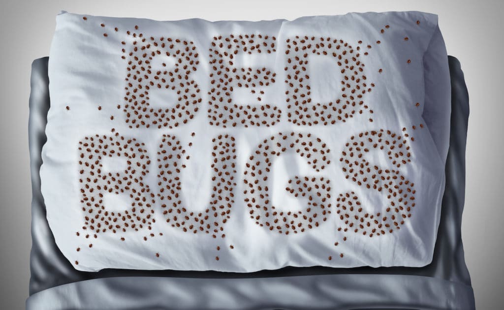 Bed Bug Exterminator