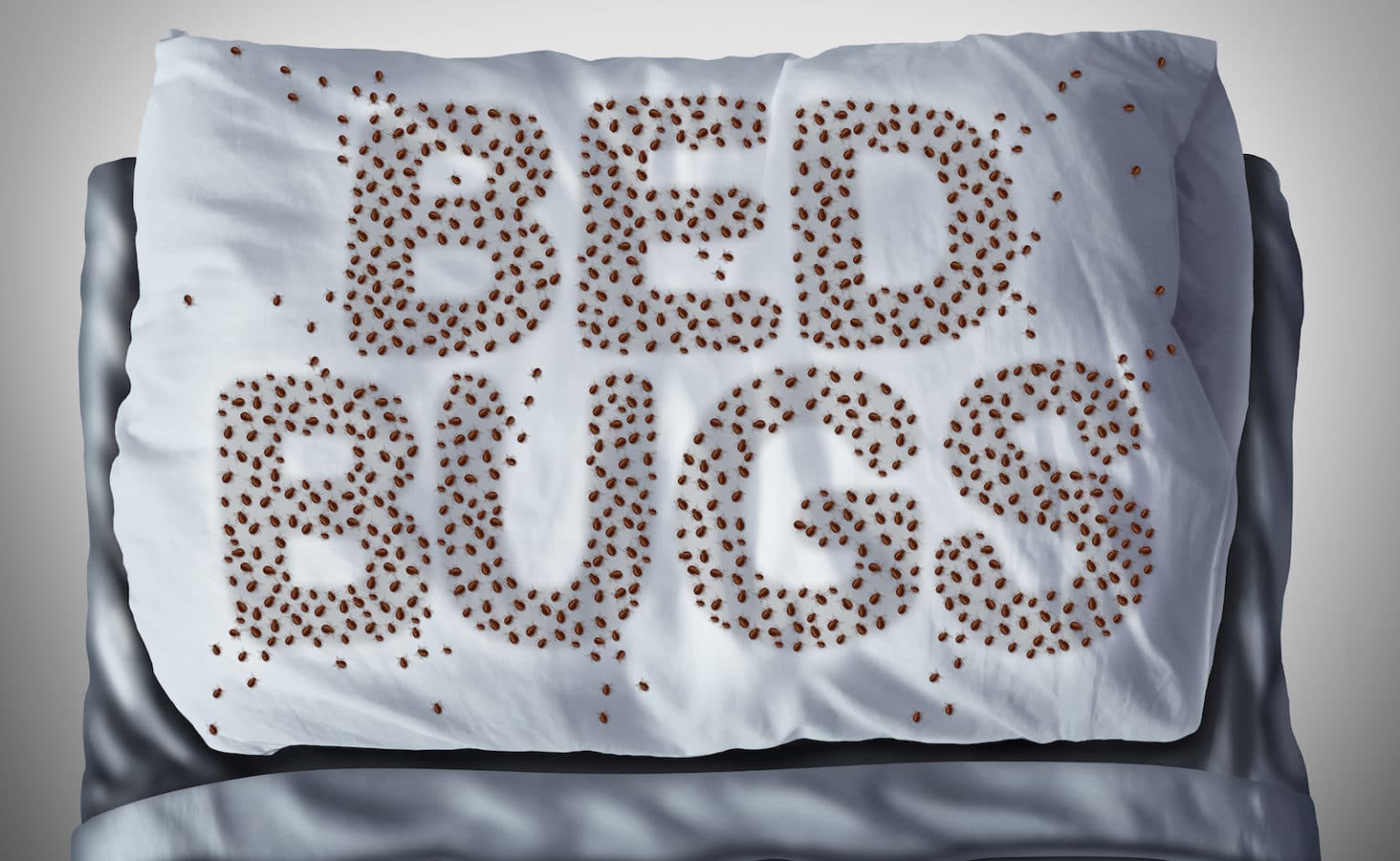 How Much Does a Bed Bug Exterminator Cost? Lawn Care Extraordinaire