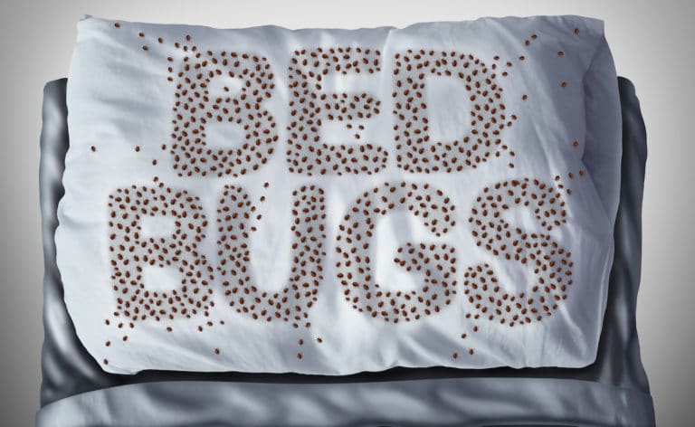 Bed Bug Exterminator