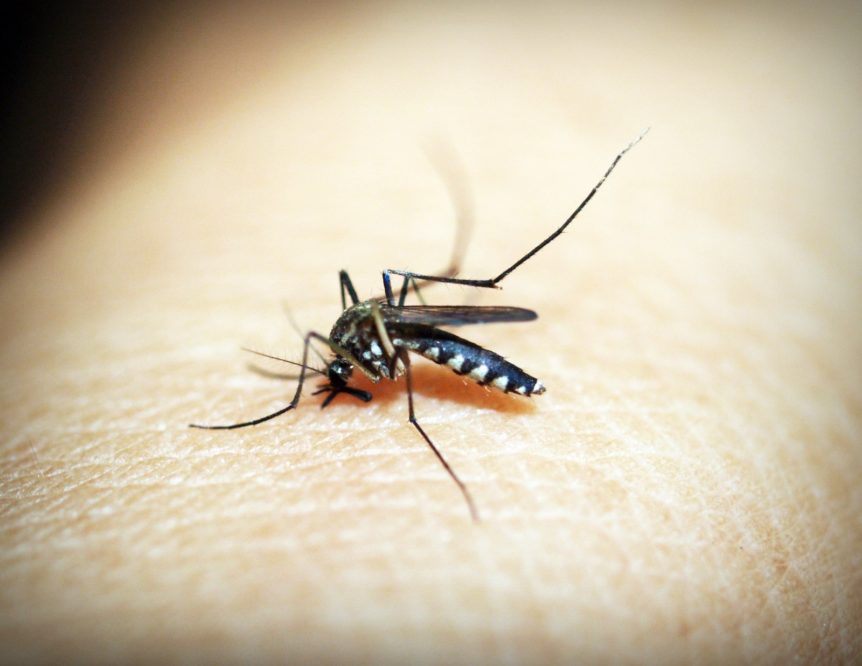 How to Stop Mosquito Bites