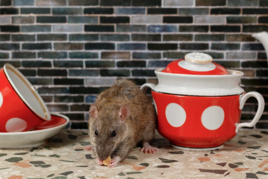 mice poop is dangerous