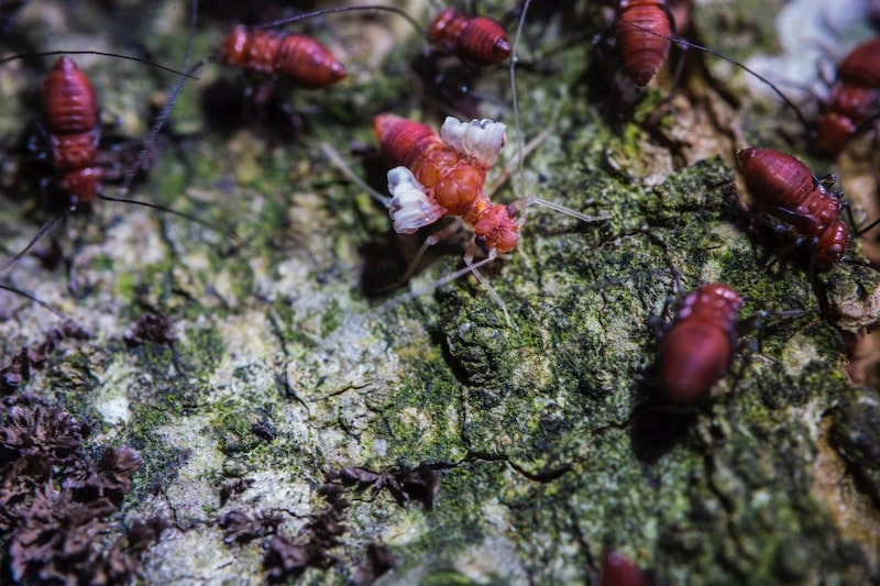Termites In Florida