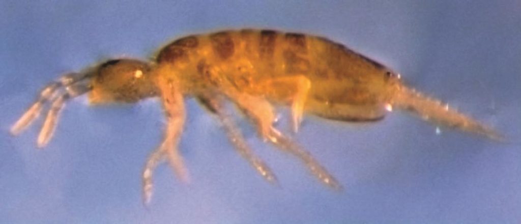 springtails