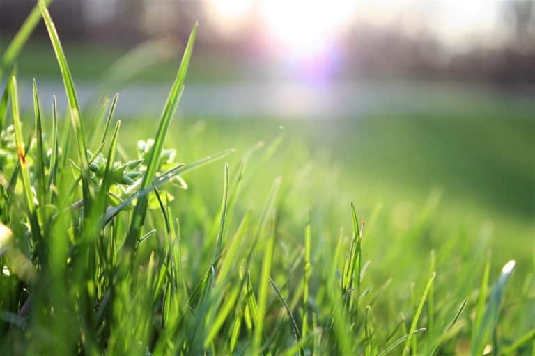 Bahia Grass