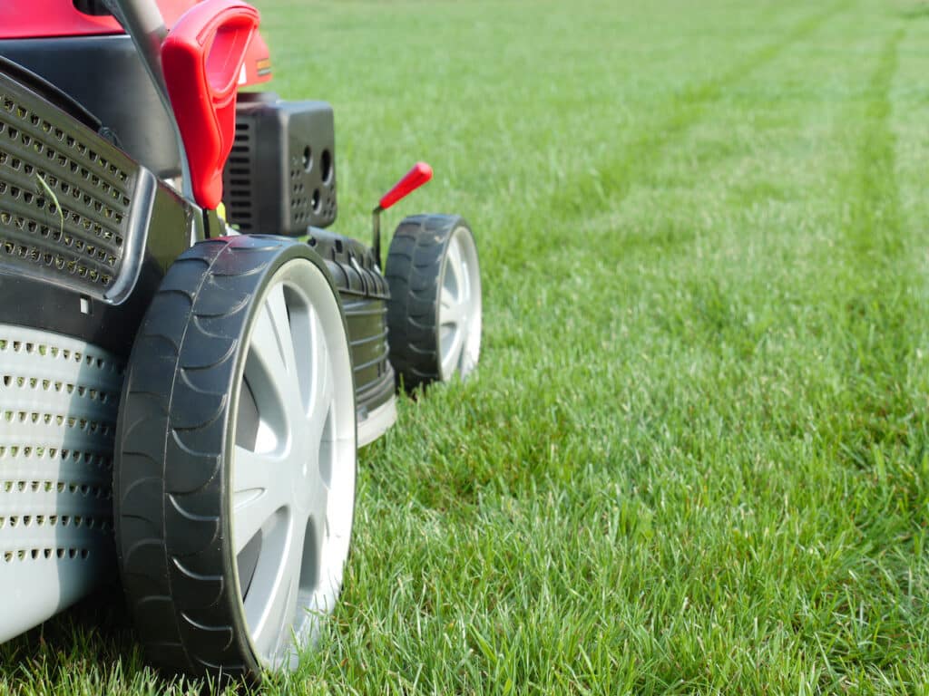 cut grass