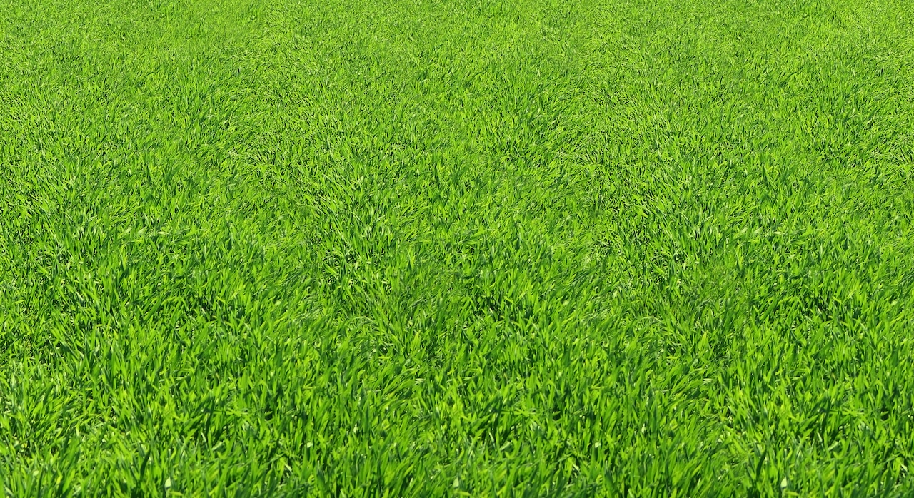 St. Augustine Grass Floratam Lawn Care Extraordinaire