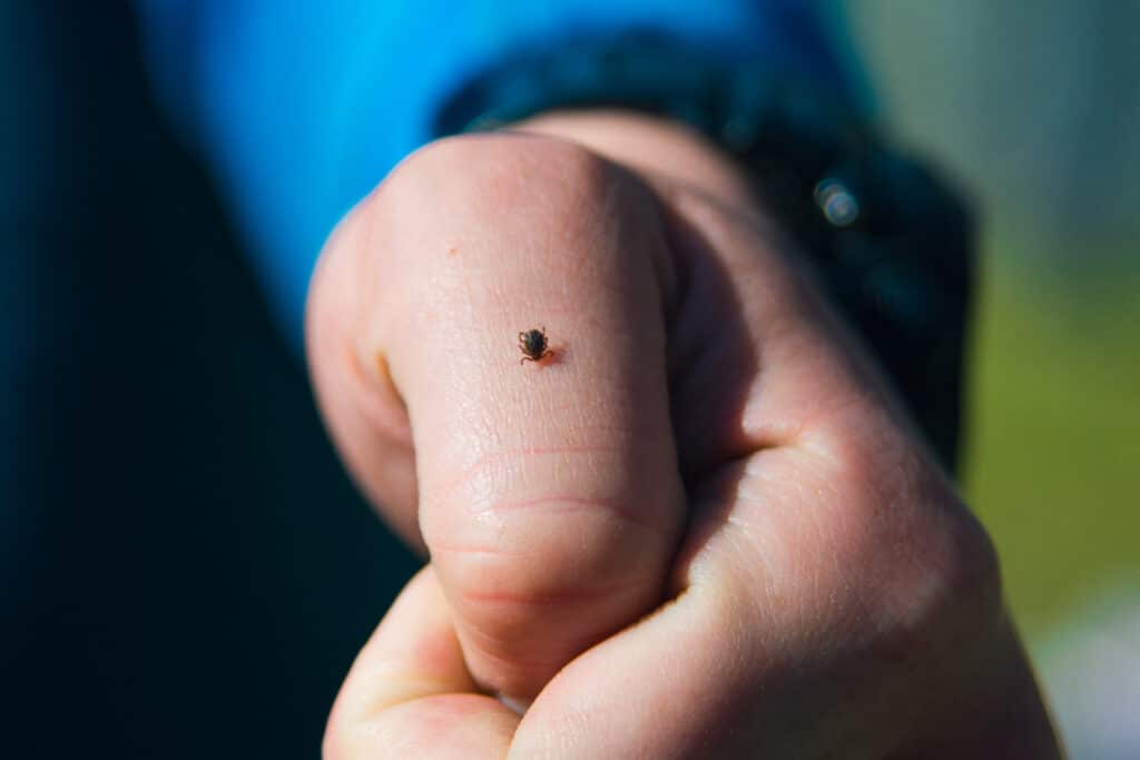 lyme disease prevention