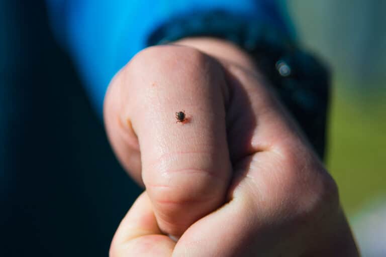 lyme disease prevention