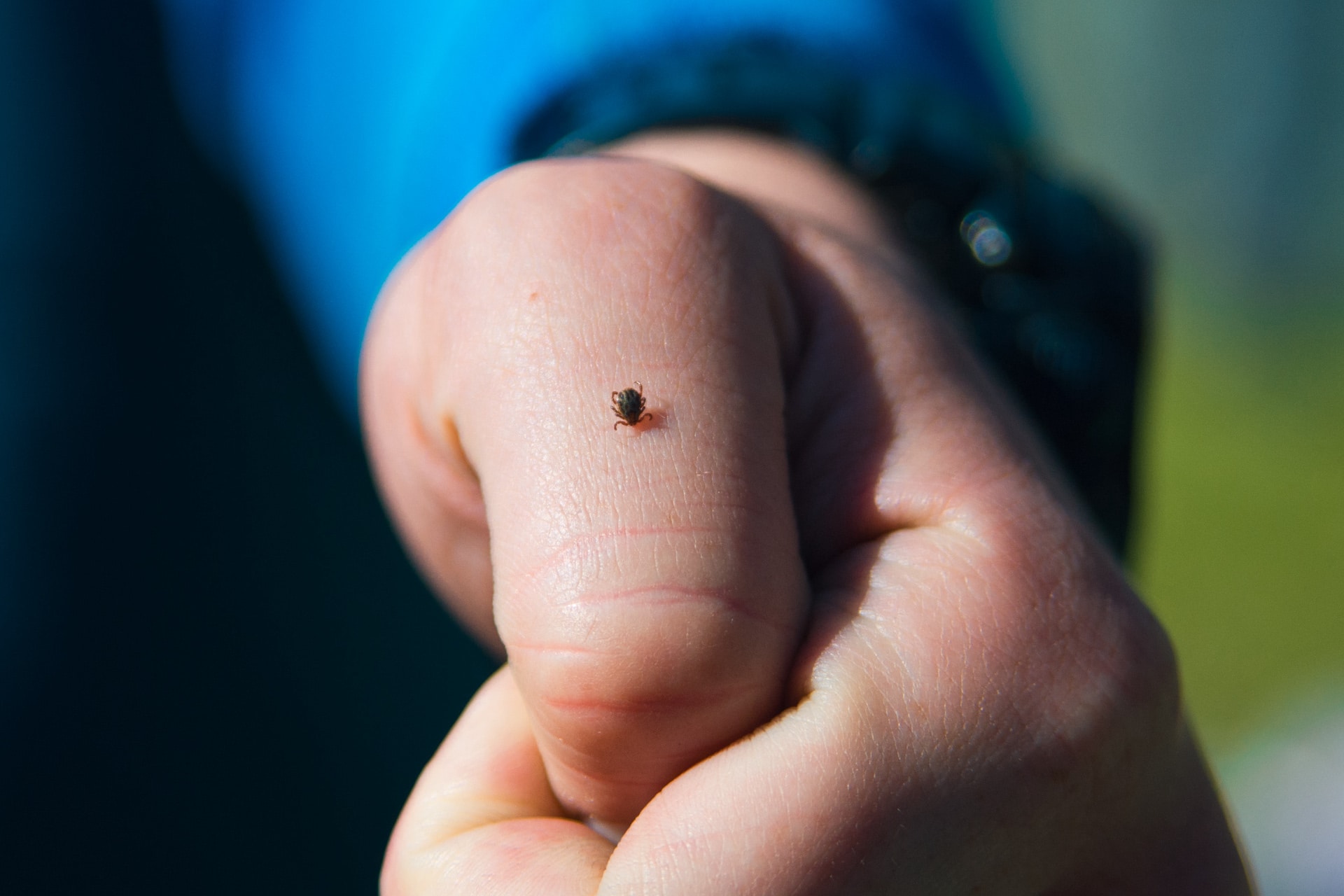 6-things-to-know-about-lyme-disease-prevention-and-ticks-lawn-care