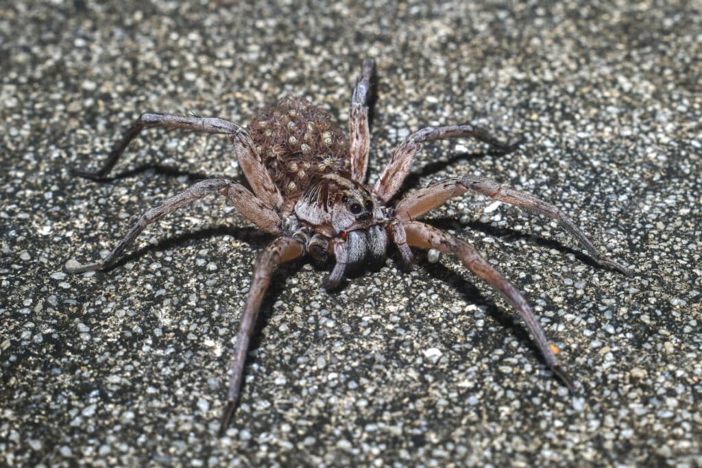 Common Household Pests