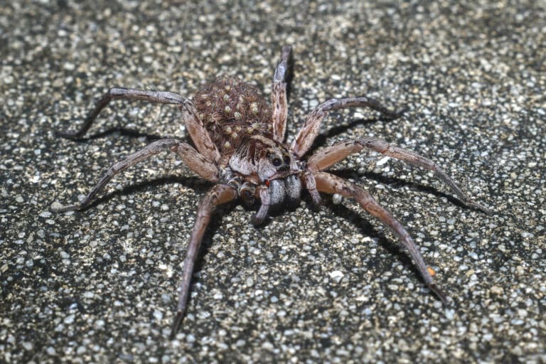 Common Household Pests