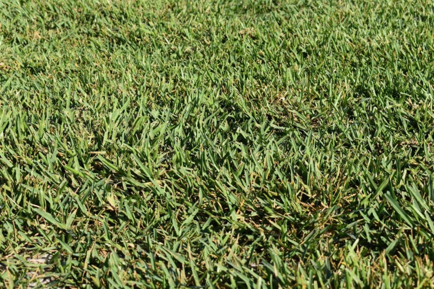 palmetto grass lawn care extraordinaire