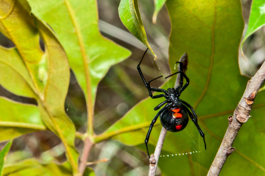 Black Widow Spiders