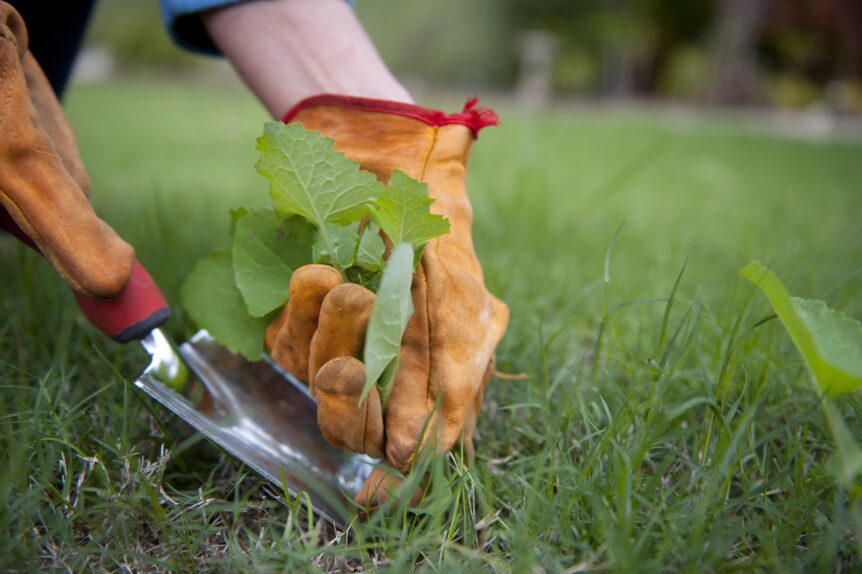 Weeds in Florida Lawns - Person handpulling weed