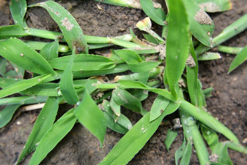 crabgrass in a florida lawn