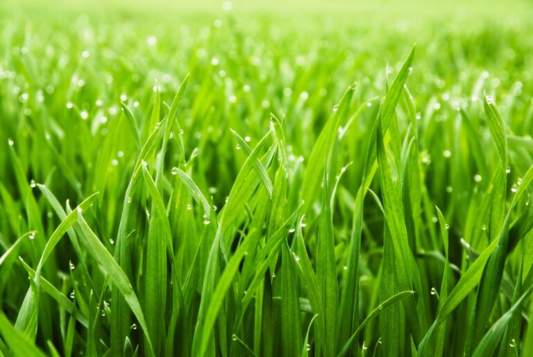 lawn care tips for a lush yard