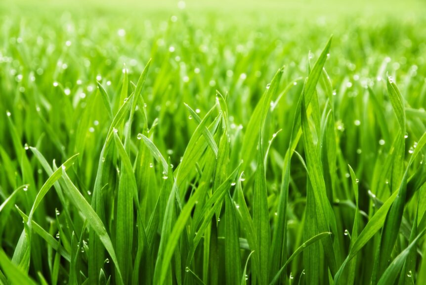 lawn care tips for a lush yard
