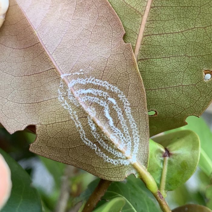 Rugose spiraling whitefly (Aleurodicus rugioperculatus)