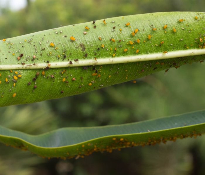 Royal Palm Bug In Florida